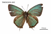 藏品(碧翠灰蝶)的圖片